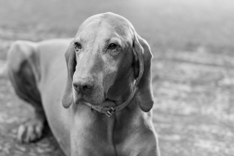 Hund